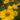 Lanceleaf Coreopsis with bright yellow perennial wildflowers