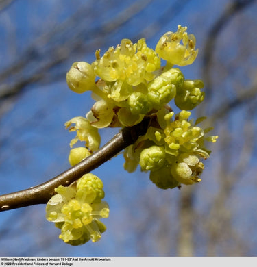 Lindera benzoin, spicebush, a native shrub offered by Woodlanders.