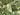 Lindera strychnifolia