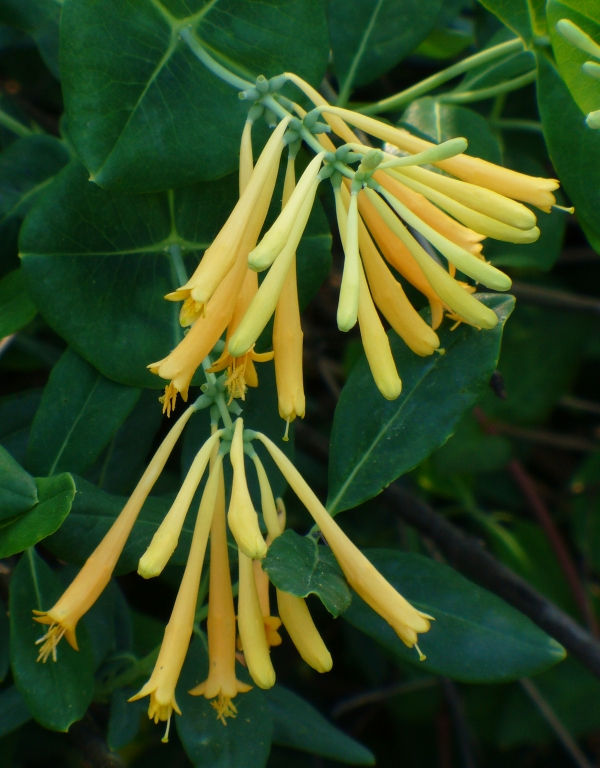 lonicera yellow Lonicera 'Sulphurea' – Woodlanders