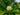 Magnolia virginiana ludoviciana