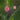 Malvaviscus drummondii 'Pam Puryear', furled soft shell-pink Turk's cap flower