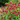Monarda 'Jacob Cline', bee balm, a native perennial offered by Woodlanders.