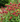 Monarda 'Jacob Cline', bee balm, a native perennial offered by Woodlanders.