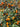 Nagami Kumquat