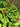 Odontonema strictum