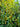 Osmanthus fragrans 'Conger Yellow'