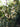 Osmanthus heterophyllus 'Rotundifolius'