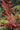 Parrotia subaequalis