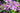 Phlox pilosa 'Eco Happy Traveler'