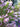 Poliomintha longiflora