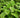 Polygonatum odoratum 'Variegatum'