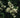 Pterostyrax corymbosus