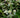Pycnanthemum muticum