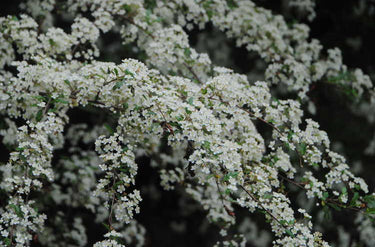 Pyracomeles vilmorinii, a rare fine-textured evergreen shrub offered by Woodlanders.
