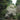 A white feathery flowering tree or shrub growing in a garden, surrounded by dense green foliage and other plants.