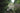 A white feathery flowering tree or shrub growing in a garden, surrounded by dense green foliage and other plants.