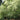 Pyracomeles vilmorinii, a rare fine-textured evergreen shrub offered by Woodlanders.