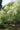 Pyracomeles vilmorinii, a rare fine-textured evergreen shrub offered by Woodlanders.
