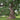 Quercus alba White Oak tree with broad native canopy