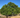 Quercus agrifolia