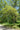 Quercus prinoides