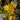 Rhododendron austrinum rare yellow native azalea flower