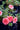 Rhododendron indicum ‘Balsaminaeflorum’
