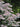 Rhododendron canescens