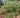 Rhodotypos scandens