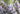 Rosmarinus officinalis