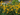 Rudbeckia fulgida var. fulgida