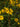 Helianthus angustifolius
