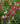 Salvia microphylla 'Hot Lips'
