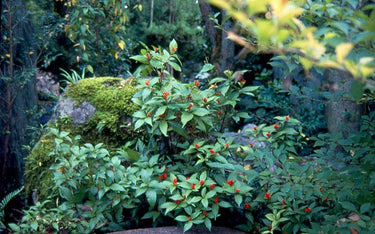 Sarcandra glabra (grass coral) glossy serrated leaves with clusters of coral-red berries