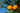 Hybrid Citrus 'Benton' (Poncirus trifoliata x Citrus sinensis)
