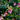 Vaccinium darrowii Rosa’s Blush native evergreen blueberry
