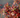 Vaccinium darrowii Rosaβs Blush native evergreen blueberry
