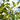 Prunus americana American plum shrub with edible fruit
