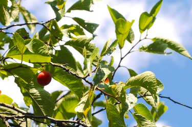 Prunus americana American plum shrub with edible fruit