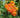 Senecio confusus