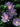 Stokesia laevis