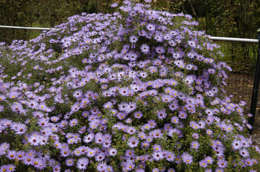 Aster oblongifolius 'Raydon's Favorite', aromatic aster, lavender-blue daisies with golden centers
