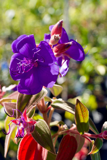 Tibouchina urvilleana purple flowering plant in bloom
