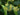 Tilia americana American Basswood tree with summer flowers