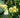 Tilia americana American Basswood tree with summer flowers