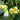 Tilia americana American Basswood tree with summer flowers