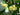 Tilia americana American Basswood tree with summer flowers
