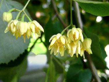 Tilia americana American Basswood tree with summer flowers