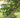 Tilia americana American Basswood tree with summer flowers